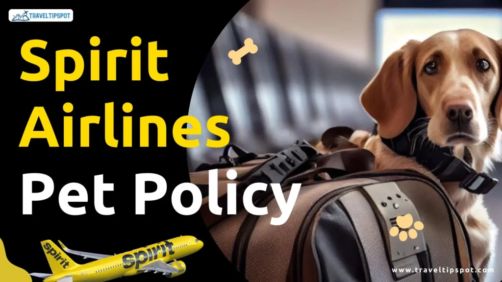 spirit-airlines-pet-policy